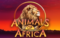 Animals of Africa Microgaming pgslot 168 vip