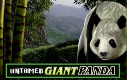 Untamed - Giant Panda Microgaming pgslot 168 vip